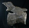 Massive Diplodocus Caudal Vertebra - Dana Quarry #10106-2